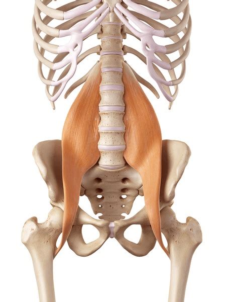 927 Anatomy Muscle Psoas Major Images, Stock Photos, 3D objects ...