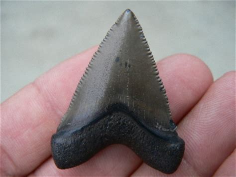 Shark fossil teeth found in Florida in the Peace River | 772-539-7005 ...