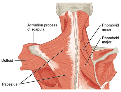 How To Fix Rhomboid Pain - [P]rehab