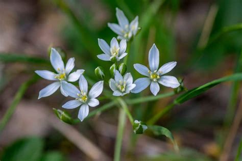 Star of Bethlehem Flower Meaning and Symbolism | Florgeous