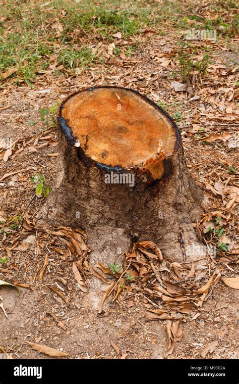 Mango tree stump Stock Photo - Alamy