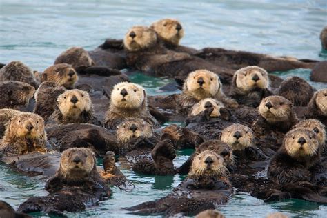 Why Sea Otters Hold Hands & Wrap Pups in Seaweed | Focusing on Wildlife