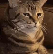 Cat Bruh GIF - Cat Bruh Annoyed - Discover & Share GIFs