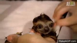 Bath Time for Baby Sloths | Too Cute on Make a GIF