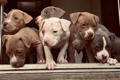 Best Pitbull Breeders In The US: Where To Find Pitbull Puppies For Sale