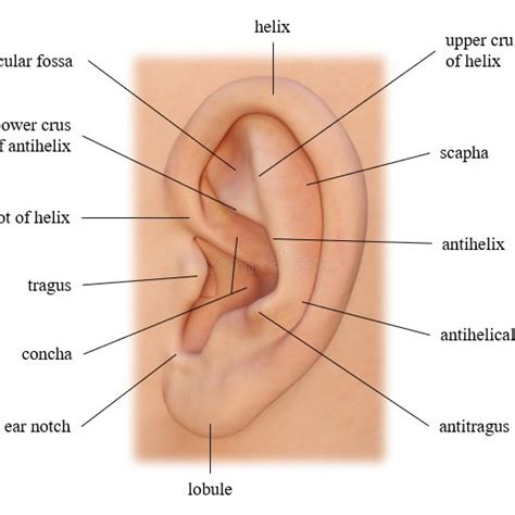 External Ear Diagram Labeled