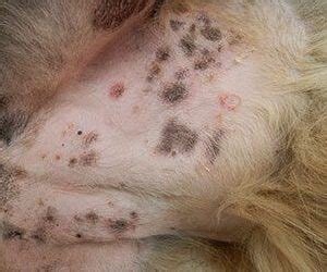 Are Dog Bacterial Skin Infections Contagious