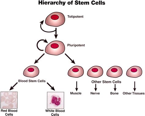 Stem Cells - Morgan Huetter's Bio 205 Study Guide