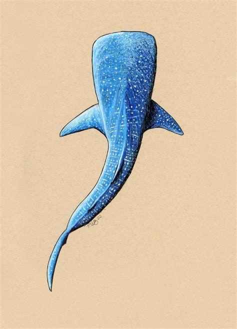 Azure Whale Shark Drawing by John Gettys | Saatchi Art