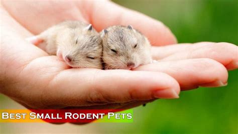 Top 10 Rodents as Pets - Get One For Yourself Today - Wonderslist