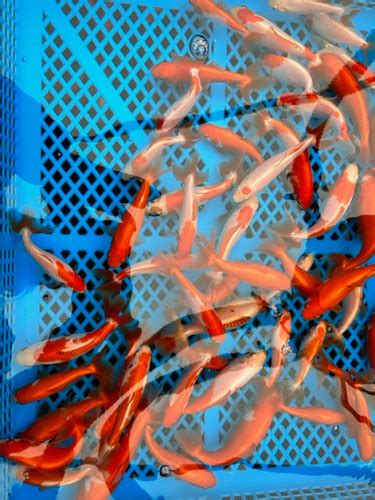 2.5 to 3.5 inch Wakin Goldfish (price listed per fish) | Ohio Koi