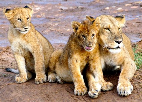 Lioness and her cubs | Lioness, Lion, Africa