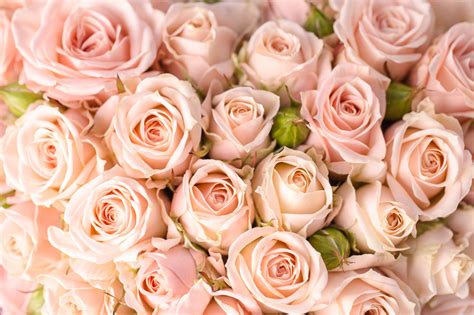 Peach Roses Wallpapers - Top Free Peach Roses Backgrounds - WallpaperAccess