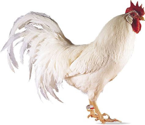 White Leghorn | breed of chicken | Britannica