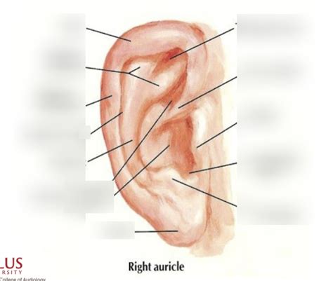 MCM- Ear Labeling Diagram | Quizlet