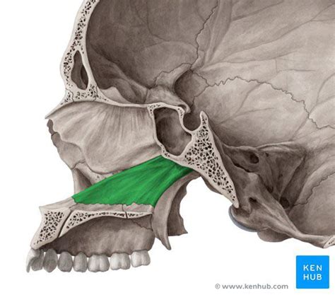 Day 13 of posting every bone in the human body: Vomer (according to the ...