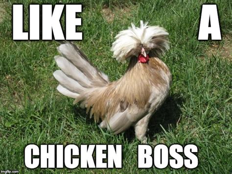 20 Chicken Memes That Are Surprisingly Funny - SayingImages.com