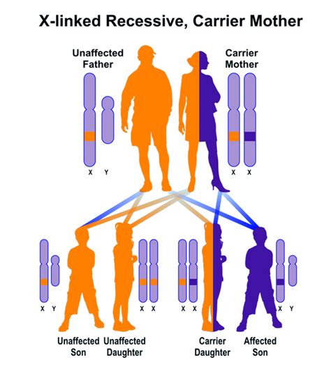 Punnett Squares - Genetics