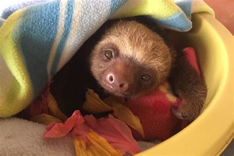 These smiling baby sloths will cheer you up