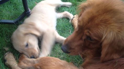 Golden Retriever Puppy Playing with his Mom’s Tail – Moff Video