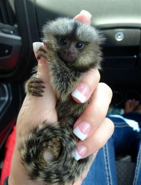 Finger Monkey - The Cutest Pet You'll Ever Own!