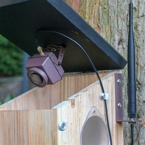 Bird Box Camera Long Range Wireless Ultimate Bundle - Green Backyard