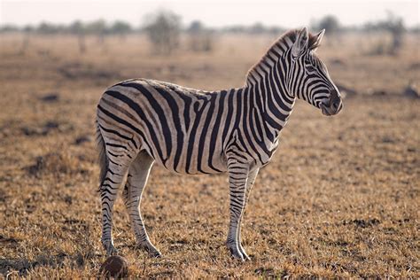 Selective Focus Photography of Zebra · Free Stock Photo