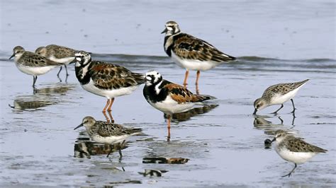 North America Has Lost 3 Billion Birds, Scientists Say | National Vanguard