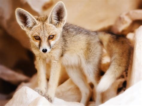 Cute Fennec Fox Baby