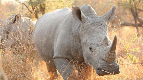 South Africa: Rhino killings on the rise – DW – 08/01/2021