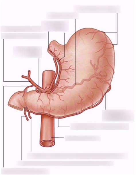 4. Stomach Blood Supply Diagram | Quizlet