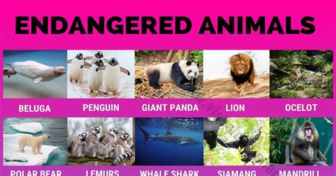 Endangered Species: 90+ Endangered Animals We Need to Save Right Now ...