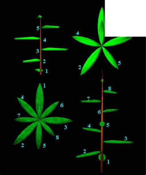 Fibonacci Sequence In Plants