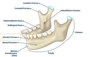 Alveolar Bone – Carson Tahoe Dentistry