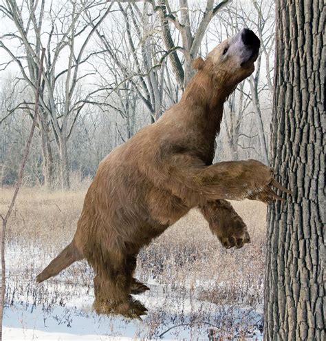 Facts About the Giant Ground Sloth | Live Science