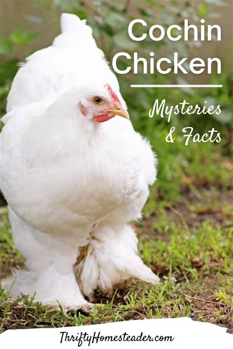 Cochin Chicken Mysteries and Facts