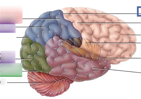 Surface features of cerebrum Diagram | Quizlet