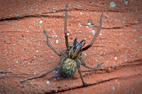 Hobo Spider vs Giant House Spider (What’s the Difference?) – Fauna Facts