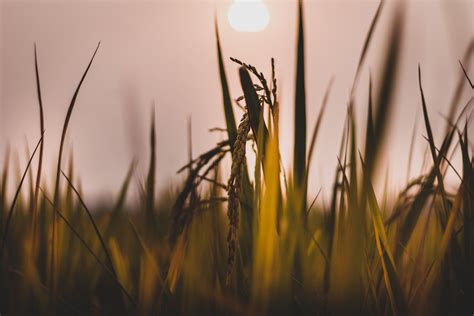 Macro Shot of Grass · Free Stock Photo