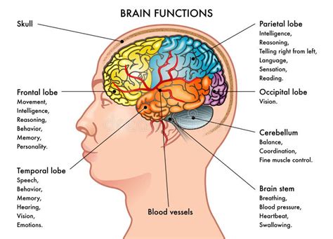 Illustration of Human`s Brain Functions and Anatomy Stock Illustration ...