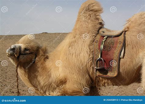 A Tough Bactrian Camel in Gobi Desert, Mongolia. Stock Image - Image of ...