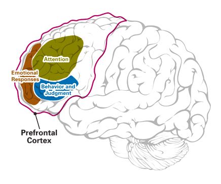 subgenual prefrontal cortex | Zaras Life