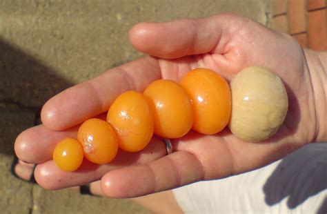 The Development of a Chicken Egg. : r/interestingasfuck