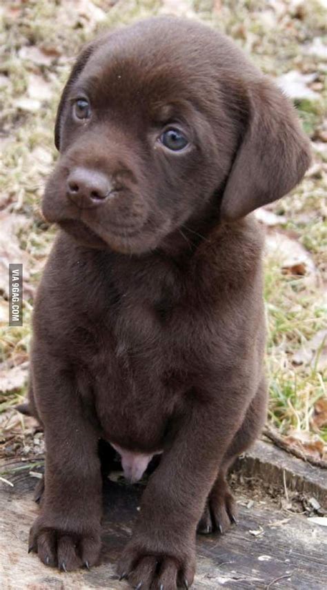 Chocolate Lab Puppy - 9GAG