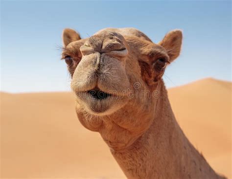 Camels in the desert stock photo. Image of farm, blue - 133016896