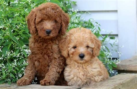 Miniature Poodle Dog Breed Information, Images, Characteristics, Health