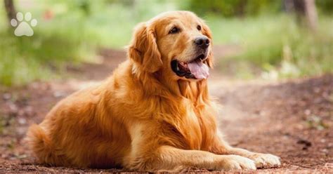 Is a golden retriever the smartest dog?Golden Retriever Dog Facts ...