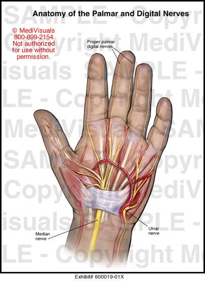 Anatomy of the Palmar and Digital Nerves Medical Illustration