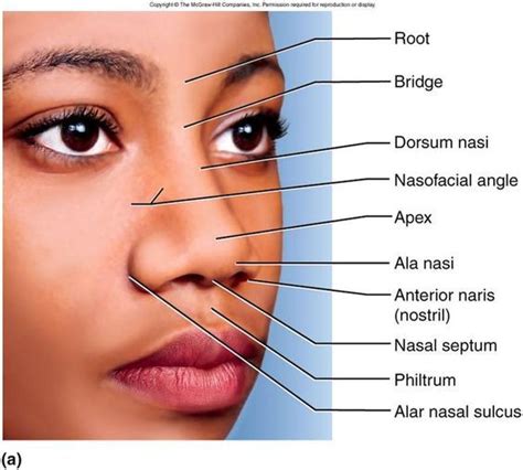 Anatomy, Nose diagram, Medical anatomy