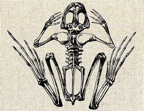 Frog Skeleton Commercial Use Clip Art Vintage Illustration - Etsy